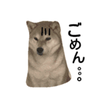 私はあなたの犬です（個別スタンプ：36）