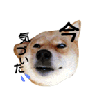 私はあなたの犬です（個別スタンプ：37）