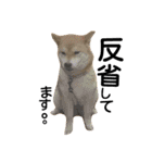 私はあなたの犬です（個別スタンプ：38）