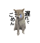 私はあなたの犬です（個別スタンプ：39）