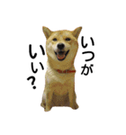 私はあなたの犬です（個別スタンプ：40）