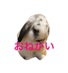 びーたんスタンプ（個別スタンプ：7）