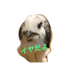 びーたんスタンプ（個別スタンプ：8）