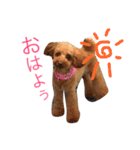トイプーもも♡日常用スタンプ（個別スタンプ：1）