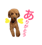 トイプーもも♡日常用スタンプ（個別スタンプ：3）
