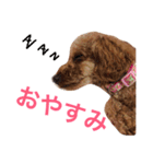 トイプーもも♡日常用スタンプ（個別スタンプ：5）