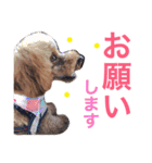 トイプーもも♡日常用スタンプ（個別スタンプ：8）