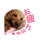 トイプーもも♡日常用スタンプ（個別スタンプ：9）