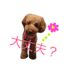 トイプーもも♡日常用スタンプ（個別スタンプ：11）