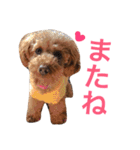 トイプーもも♡日常用スタンプ（個別スタンプ：12）