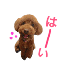 トイプーもも♡日常用スタンプ（個別スタンプ：15）