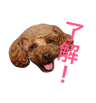 トイプーもも♡日常用スタンプ（個別スタンプ：16）