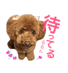 トイプーもも♡日常用スタンプ（個別スタンプ：37）