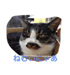 猫 うみちゃん（個別スタンプ：1）