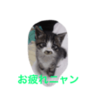 猫 うみちゃん（個別スタンプ：2）