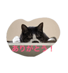 猫 うみちゃん（個別スタンプ：3）