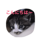 猫 うみちゃん（個別スタンプ：4）