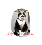 猫 うみちゃん（個別スタンプ：5）