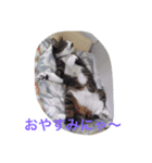猫 うみちゃん（個別スタンプ：6）