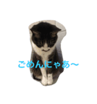 猫 うみちゃん（個別スタンプ：7）