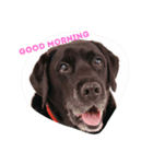Labrador Retriever marine＆ange（個別スタンプ：3）