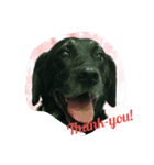 Labrador Retriever marine＆ange（個別スタンプ：4）
