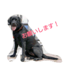 Labrador Retriever marine＆ange（個別スタンプ：5）