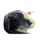Labrador Retriever marine＆ange（個別スタンプ：7）