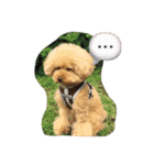 トイプーCOCOのまいにち（個別スタンプ：1）