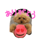 トイプーCOCOのまいにち（個別スタンプ：3）