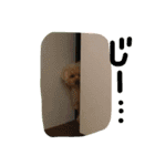 トイプーCOCOのまいにち（個別スタンプ：4）