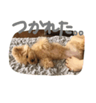 トイプーCOCOのまいにち（個別スタンプ：5）