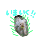 トイプーCOCOのまいにち（個別スタンプ：9）