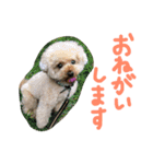 トイプーCOCOのまいにち（個別スタンプ：11）