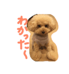 トイプーCOCOのまいにち（個別スタンプ：13）