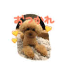 トイプーCOCOのまいにち（個別スタンプ：14）