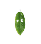 Feeling from the leaf（個別スタンプ：13）