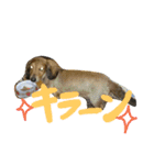 Dandy and Bonny（個別スタンプ：14）