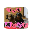 Dandy and Bonny（個別スタンプ：20）