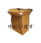 スコティッシュホールドの693（個別スタンプ：2）