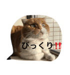 スコティッシュホールドの693（個別スタンプ：7）