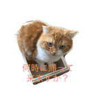 スコティッシュホールドの693（個別スタンプ：9）