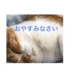 スコティッシュホールドの693（個別スタンプ：12）