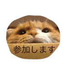 スコティッシュホールドの693（個別スタンプ：18）