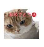 スコティッシュホールドの693（個別スタンプ：24）