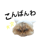 ツンデレ猫の"くぅちゃん"（個別スタンプ：3）