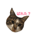 Nyan Nyansan（個別スタンプ：1）