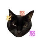 Nyan Nyansan（個別スタンプ：3）