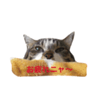 Nyan Nyansan（個別スタンプ：5）