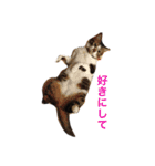 Nyan Nyansan（個別スタンプ：9）